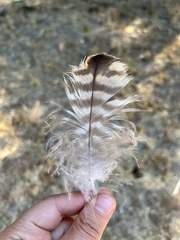 Buteo jamaicensis