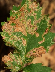 Stigmella aurella