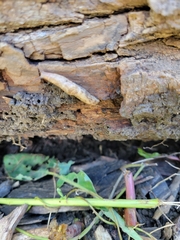 Deroceras reticulatum