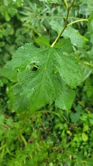 Morus rubra