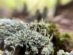 Cladonia ochrochlora