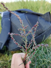Suaeda maritima