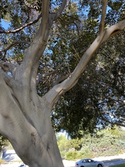 Ficus benghalensis