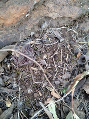 Crassula setulosa setulosa