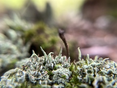 Cladonia ochrochlora