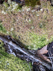 Sphagnum magellanicum