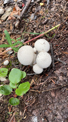 Lycoperdon perlatum