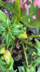 Impatiens sodenii