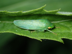 Gyponini