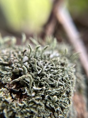 Cladonia ochrochlora