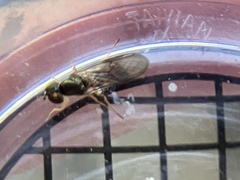 Sarginae