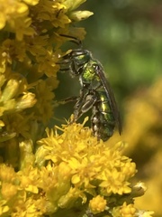Augochlora pura