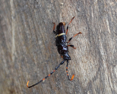 Trachyderes succinctus