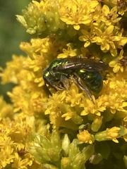 Augochlora pura