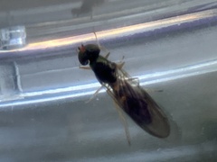 Sarginae