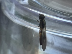 Sarginae