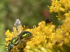 Augochlora pura