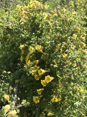 Tropaeolum brachyceras