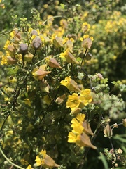 Tropaeolum brachyceras