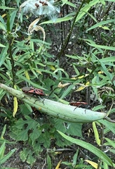 Spilostethus furcula