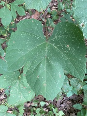 Vitis aestivalis