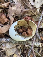 Somateria mollissima