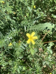 Tribulus terrestris