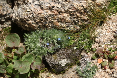 Eritrichium argenteum