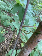 Vitis aestivalis