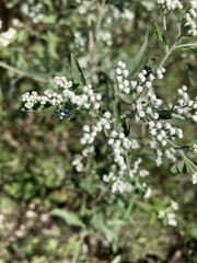 Eupatorium serotinum