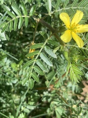 Tribulus terrestris