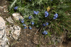 Eritrichium argenteum