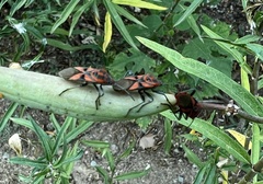 Spilostethus furcula