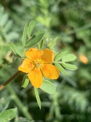 Kallstroemia parviflora