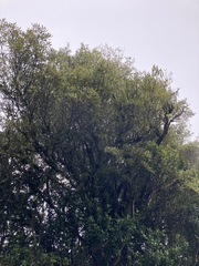 Elaeocarpus dentatus