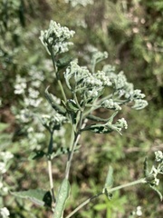 Eupatorium serotinum