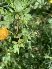 Kallstroemia parviflora