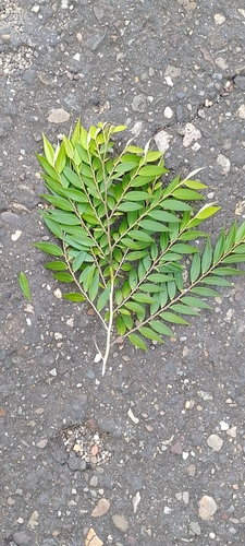 Foto de Embiriba