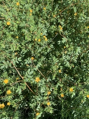 Kallstroemia parviflora