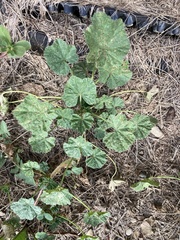 Malva