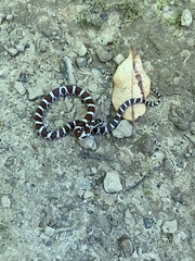 Lampropeltis triangulum