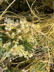 Cuscuta californica