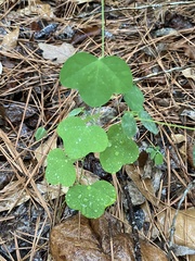 Passiflora lutea