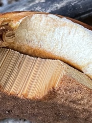 Boletaceae