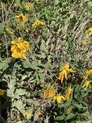 Helianthus divaricatus