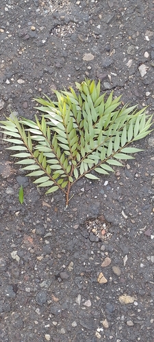 Foto de Embiriba