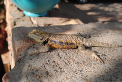 Sceloporus magister
