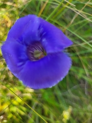 Gentianopsis