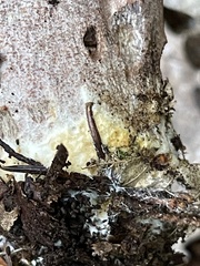 Boletaceae