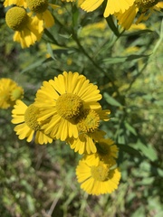 Helenium